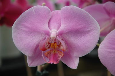 Orchid