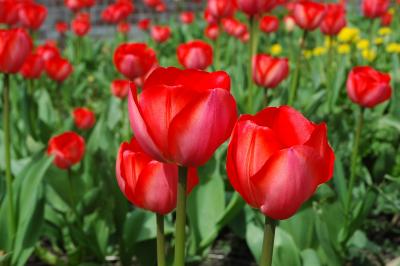  Red Tulips