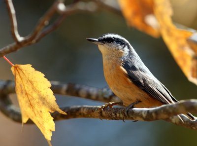 red-breasted nuthatch