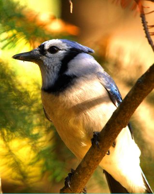 blue jay