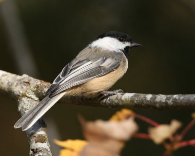 black-capped chickadee