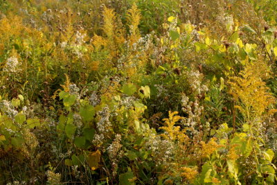 fall prairie wildflowers