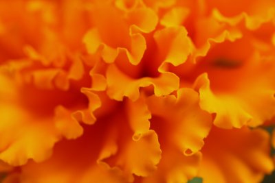 marigold flower up close