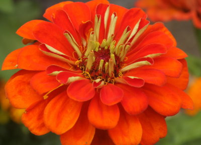 zinnia 2