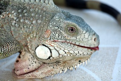 iguana