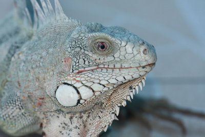 iguana