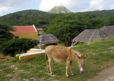 highest peak in background