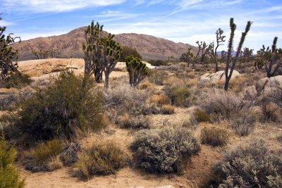 Mojave landscape