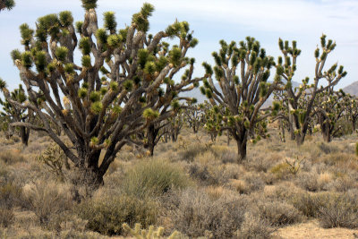 Joshua Trees-Mojave Desert