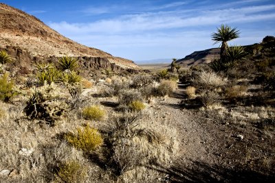 trail-Mojave Desert