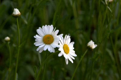 daisies