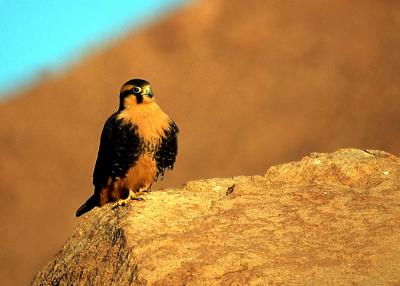 Hawk-northern Chile