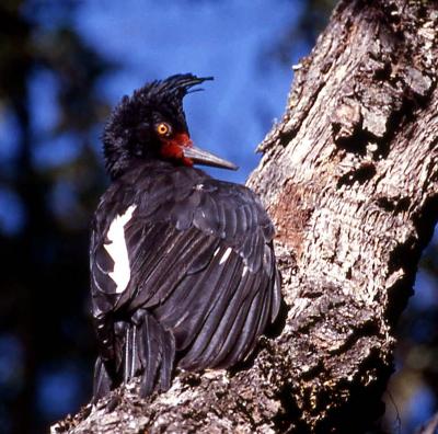 andean woodpecker