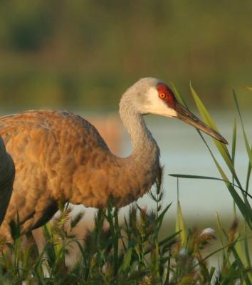 sandhill crane
