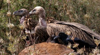 himalayan griffons feasting on a carcass