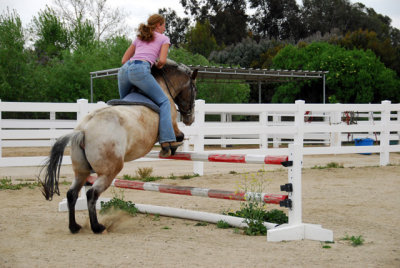 horses