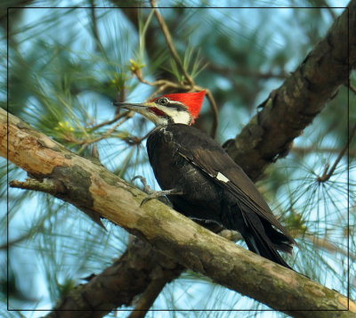 Male Pileated Woodpecker