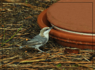 Nuthatch on the Ground