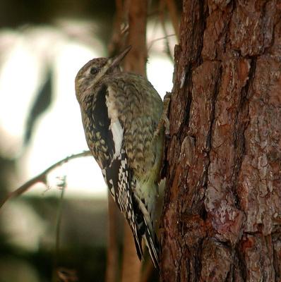 111205 immature Yellow-Bellied Sapsucker
