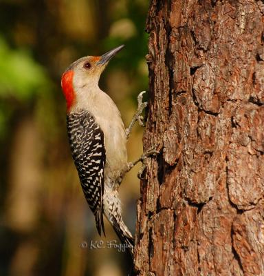042306 Female Red-bellied Woodpecker