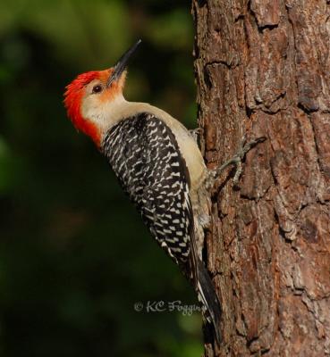 042906 Male Red-Bellied Woodpecker
