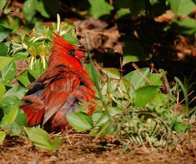 042906 Male Northern Cardinal