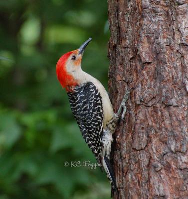 060406 Male Red-Bellied Woodpecker1b copy.jpg