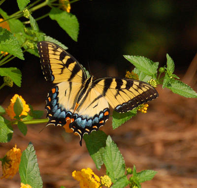 060806 Eastern Tiger Swallowtail