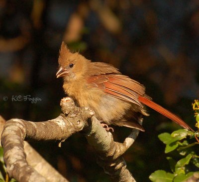 071806 Female Northern Cardinal