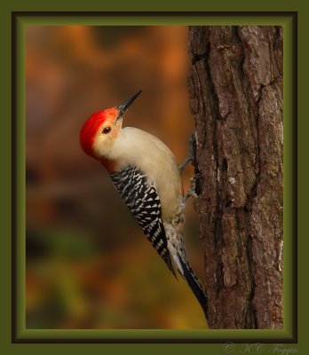122007 Male Red-bellied Woodpecker
