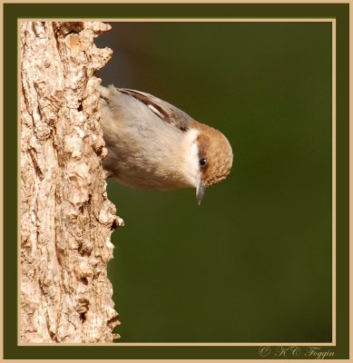 122407 Brown-headed Nuthatch