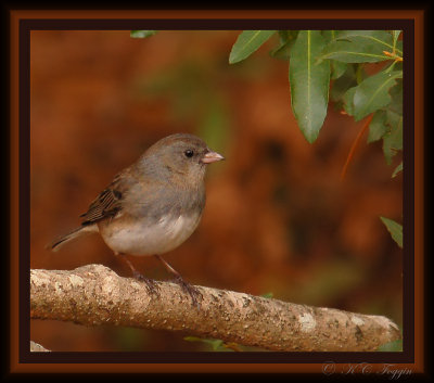 122407 Dark-eyed Junco