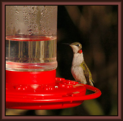 010108 Ruby-throated Hummer