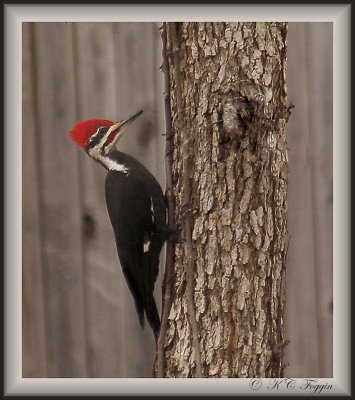 010608 Pileated