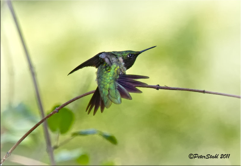 Male Ruby on Branch.jpg