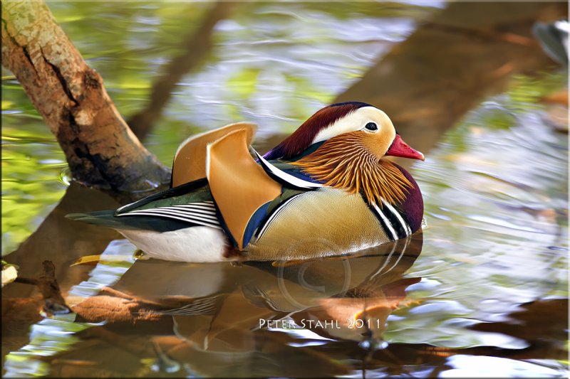 Mandarin Duck3.jpg