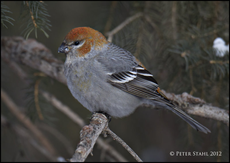 Pine Grosbeak Male.jpg