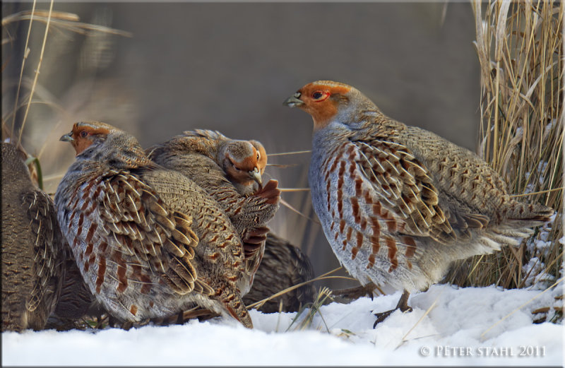 Grey Partridge covey.jpg