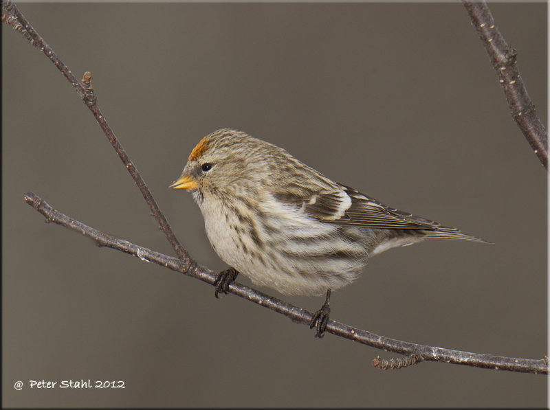 Hoary Redpoll.jpg