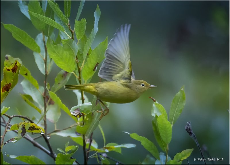 Yellow,Tennessee and Magnolia warbler .jpg