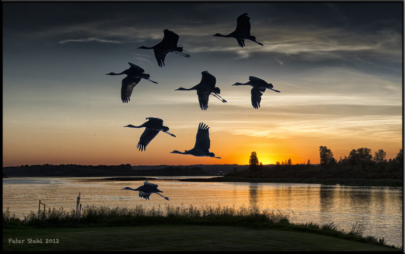 Sandhill cranes.jpg