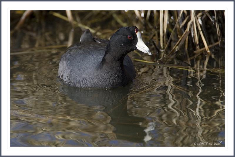 American Coot.jpg