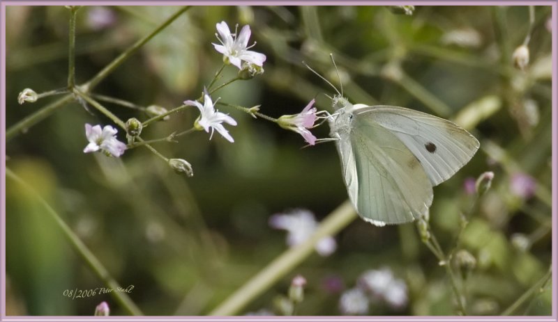 Cabbage white Butterfly  .jpg