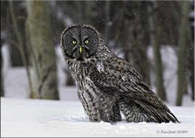 Great Grey in the snow.jpg