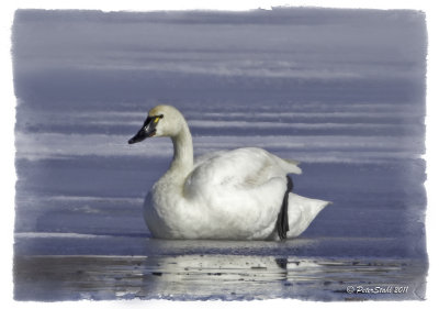 Tundra Swan.jpg