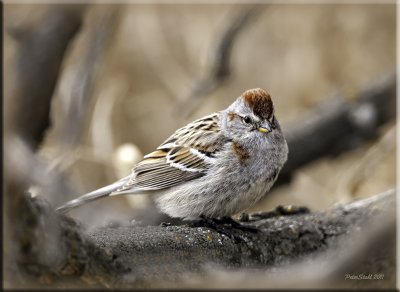 American Tree Sparrow3.jpg