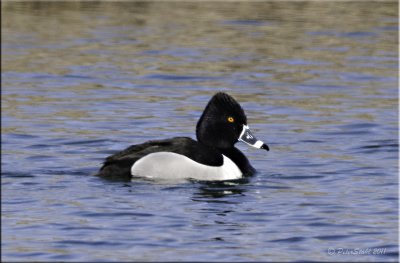 Ring-necked duck. Male.jpg