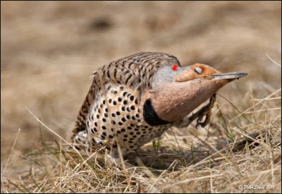 Northern Flicker Yellow shafted female.jpg