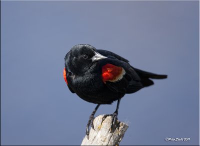 Red wing blackbird.jpg