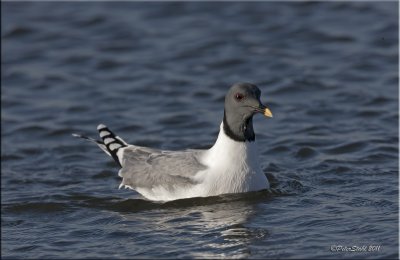 Sabine's Gull.jpg